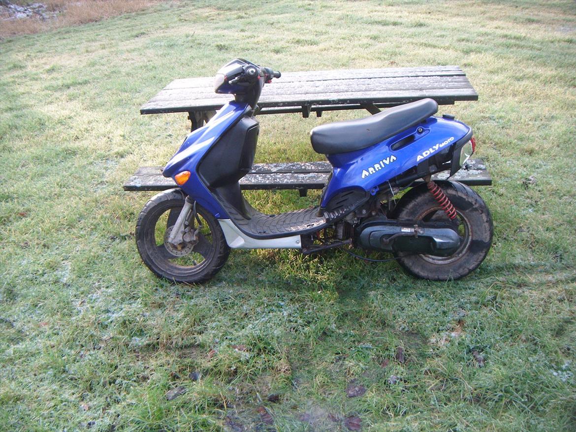 Adly silverfox ( solgt ) billede 3