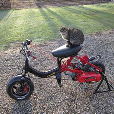 Suzuki fz/jog EVO AC