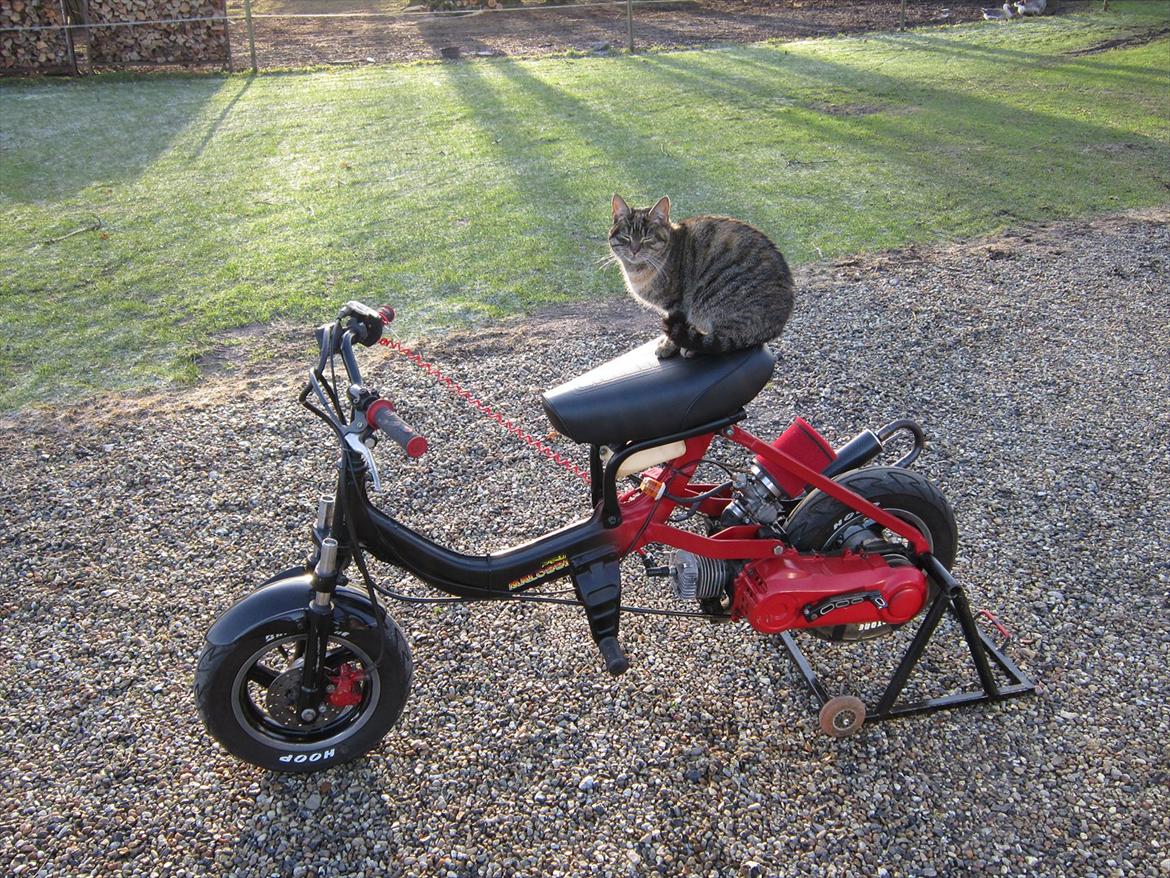 Suzuki fz/jog EVO AC billede 2