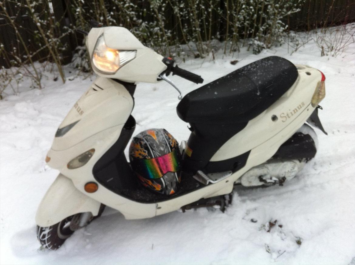 TMS Classis "stinus" billede 1