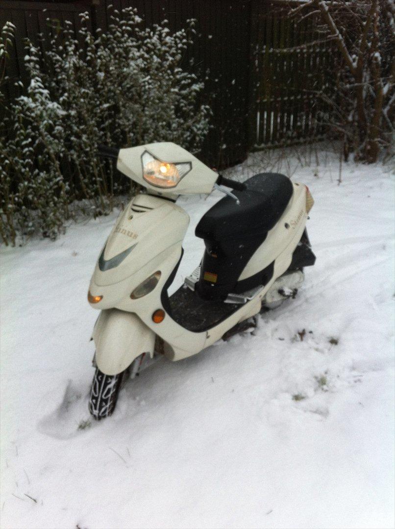 TMS Classis "stinus" billede 2