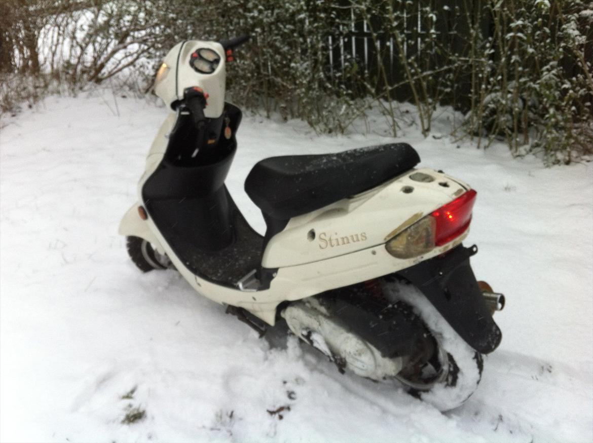 TMS Classis "stinus" billede 4