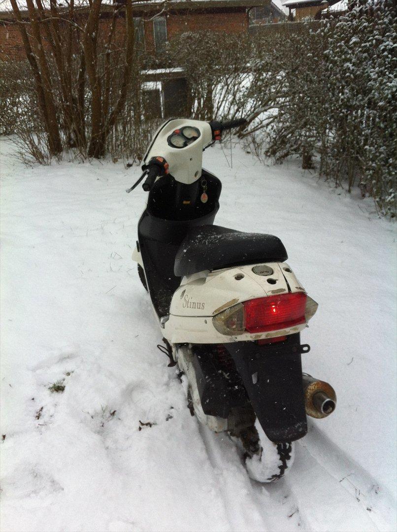 TMS Classis "stinus" billede 5