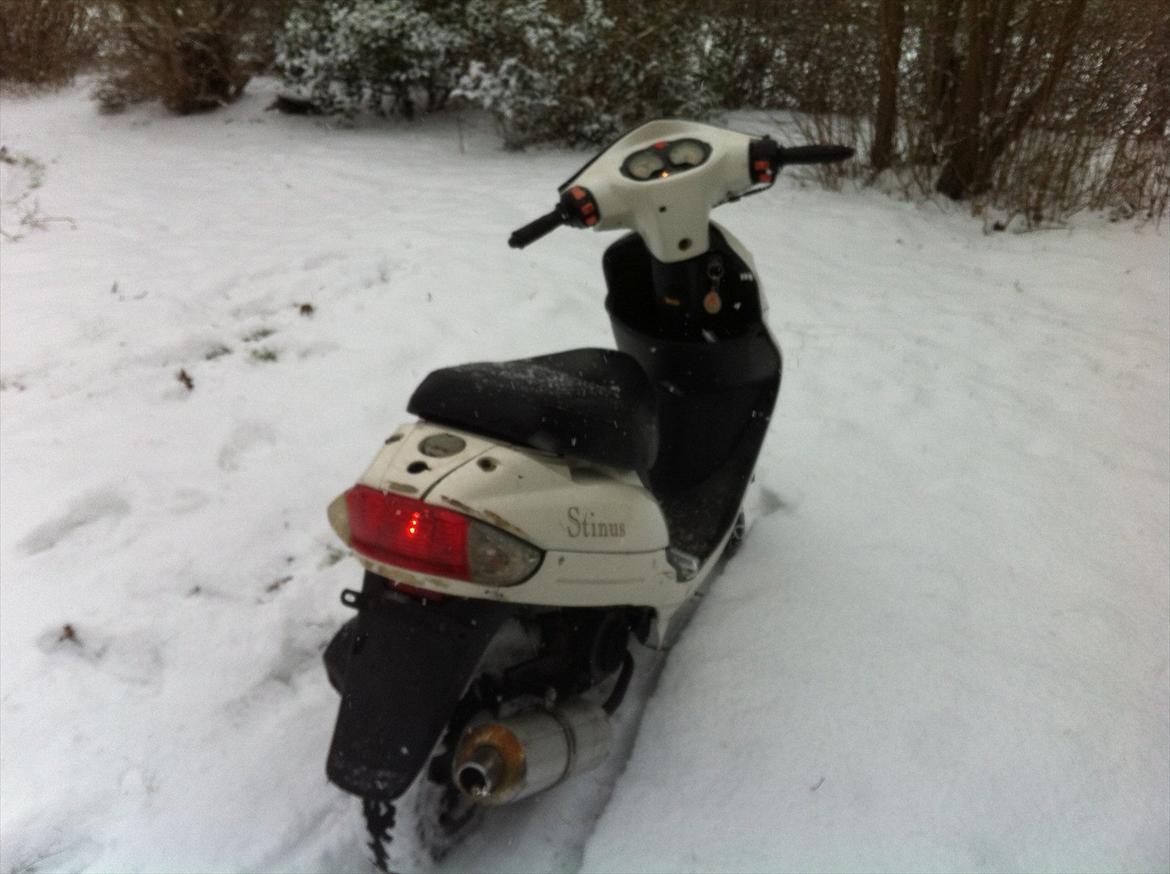 TMS Classis "stinus" billede 6