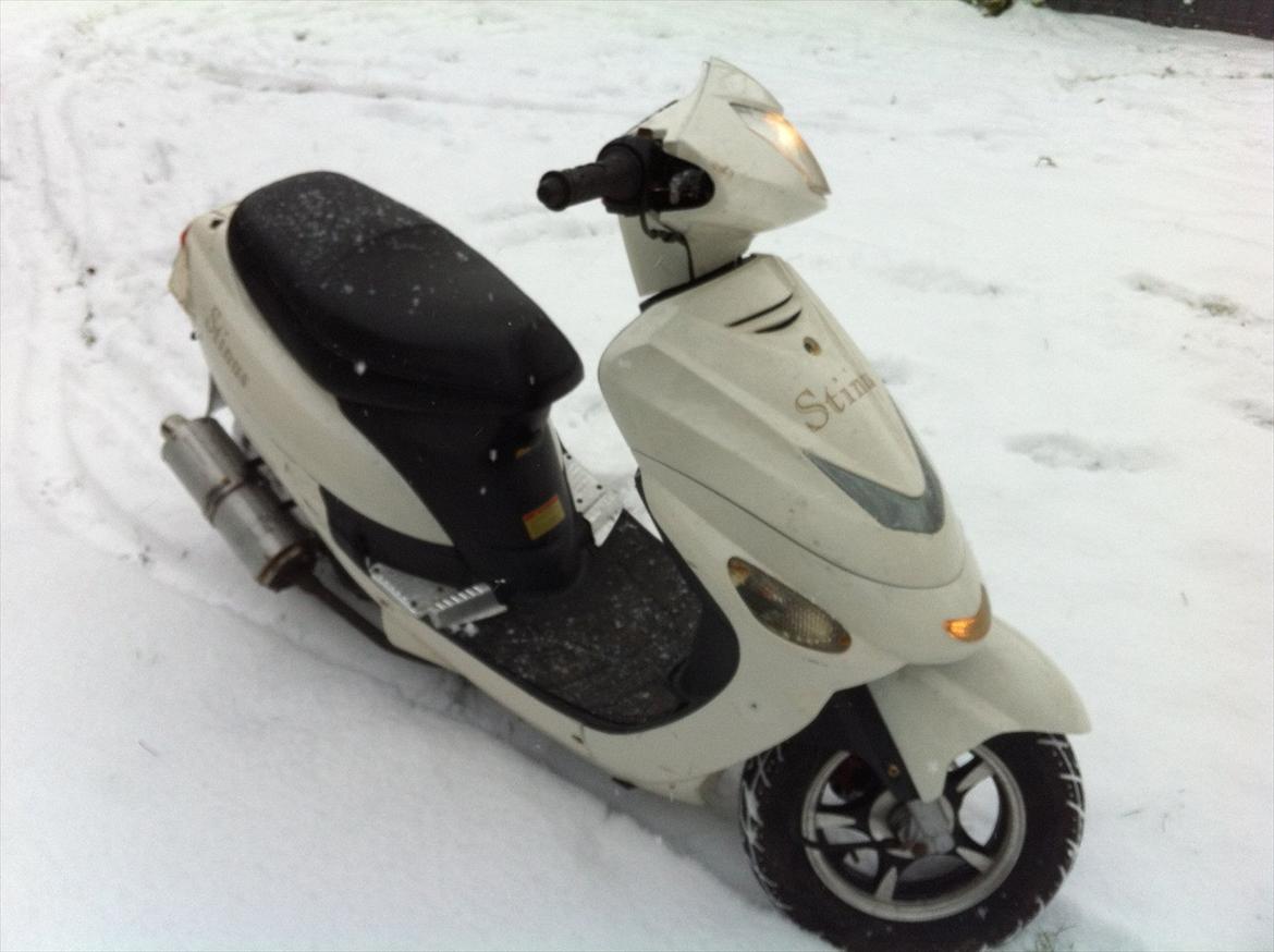 TMS Classis "stinus" billede 8