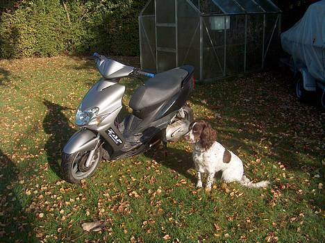 Yamaha Jog R [Byttet til ssm] - Nyt billede og min hund billede 1
