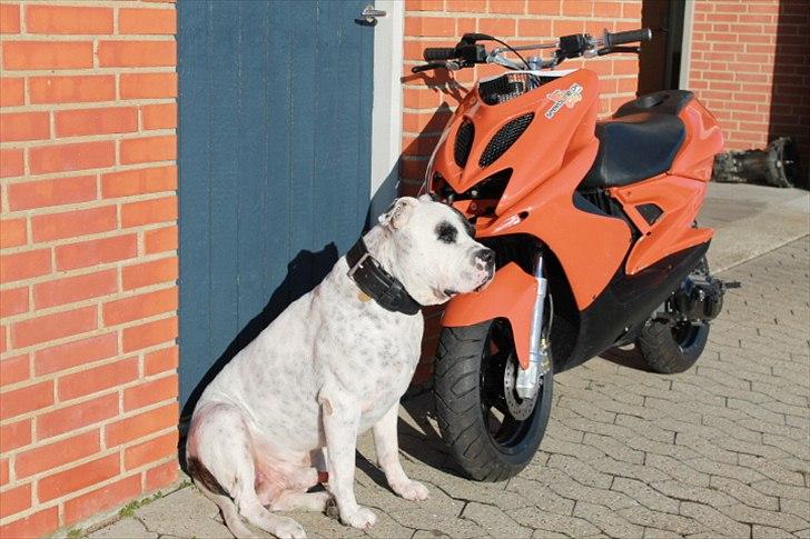 Yamaha Aerox  Team-Speed 4-SALE billede 3