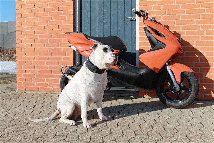 Yamaha Aerox  Team-Speed 4-SALE billede 9