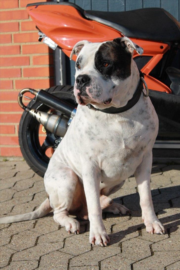 Yamaha Aerox  Team-Speed 4-SALE billede 10