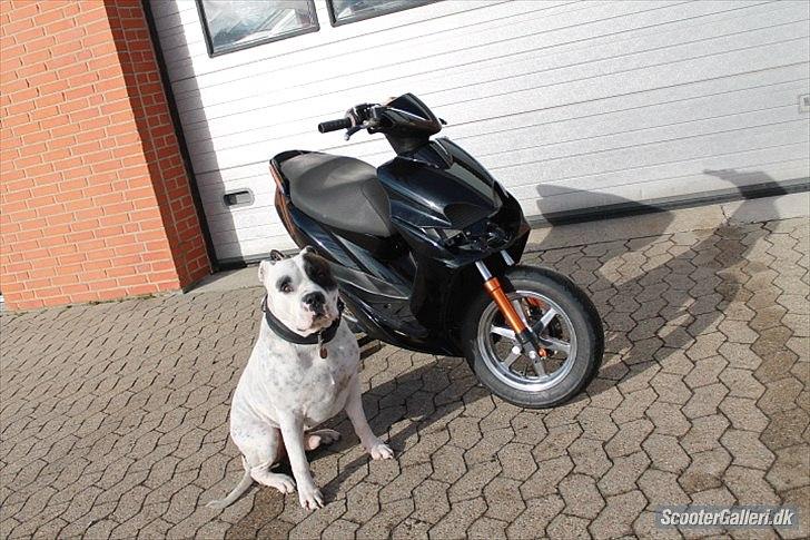 Yamaha Jog RR TS LC - Det fandme det jeg kalder en vagt hund :-). billede 5