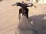 Gilera stalker
