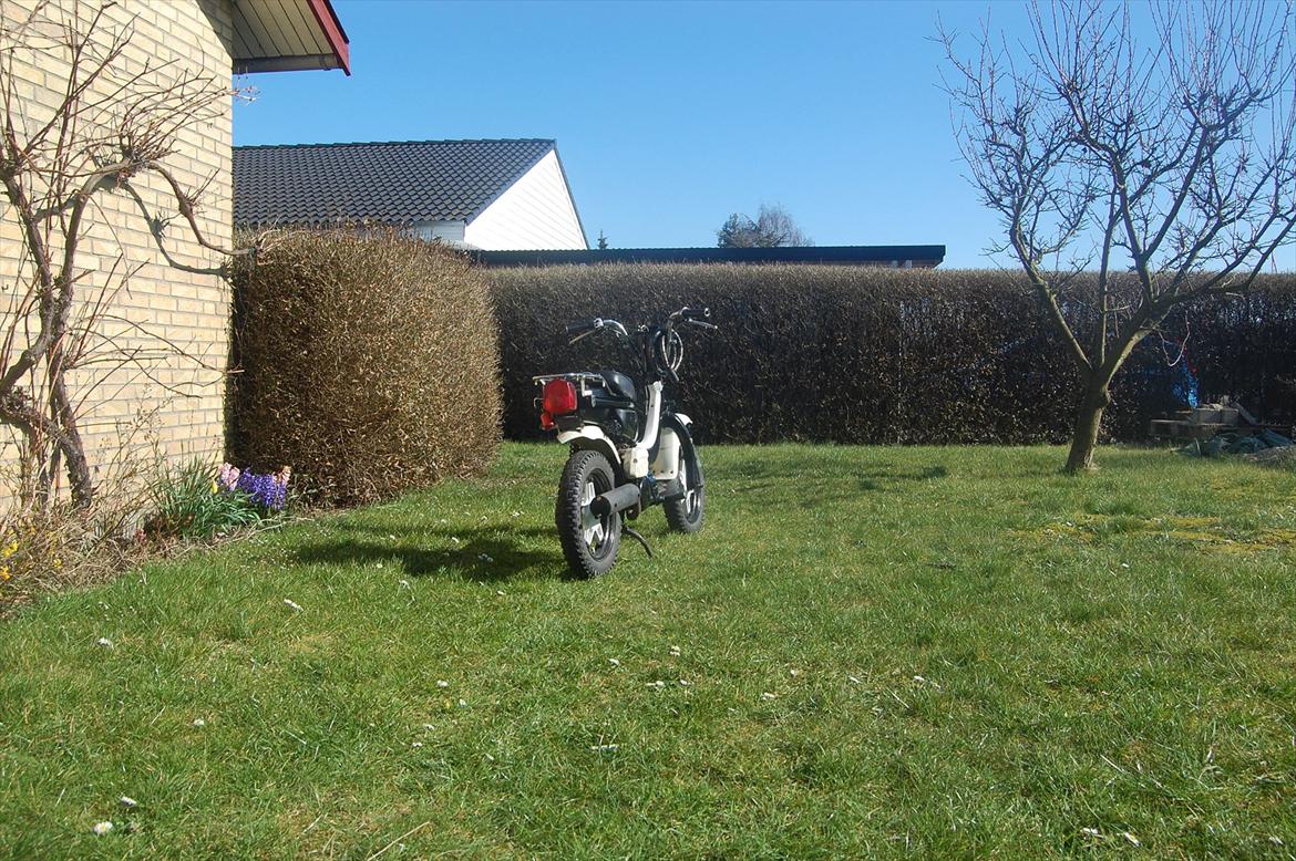 Suzuki Fz 50 billede 6