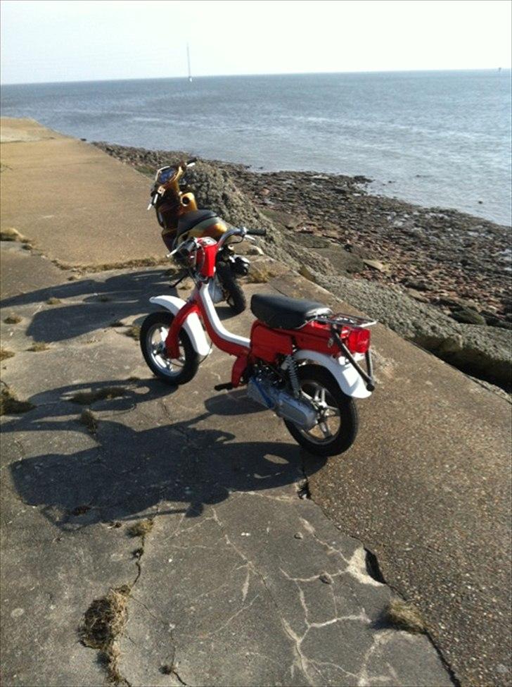 Suzuki FZ50 billede 2