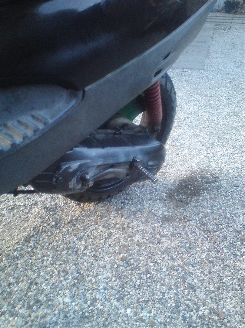 Adly cat 50 billede 8