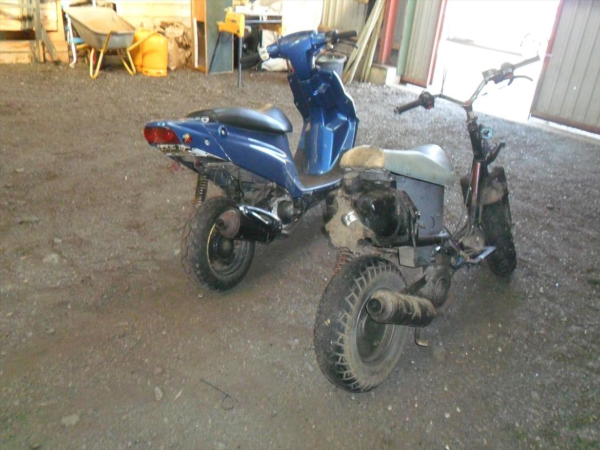 Adly silverfox  billede 1