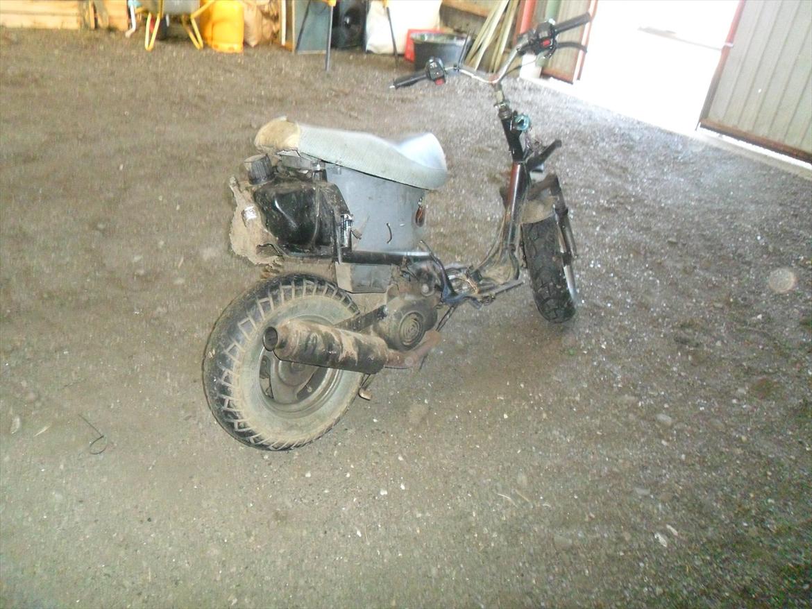 Adly silverfox  billede 3