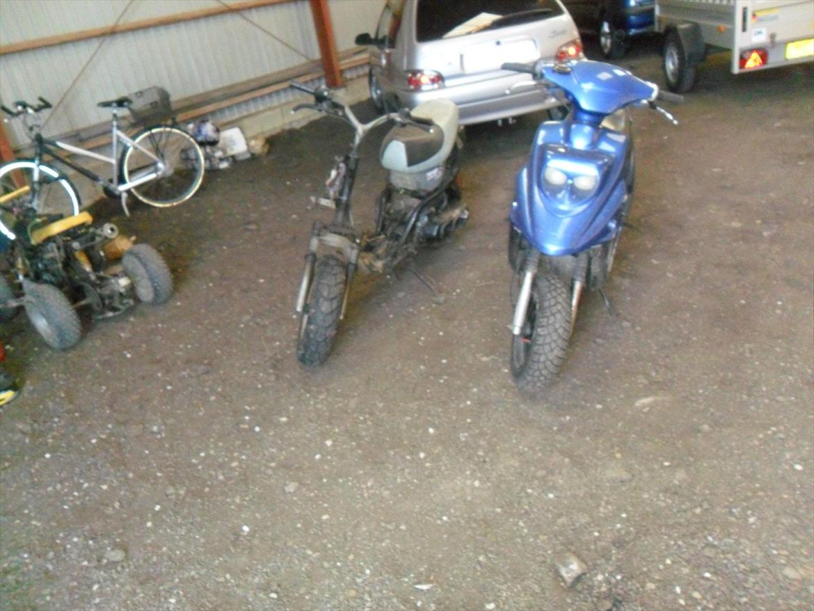 Adly silverfox  billede 4