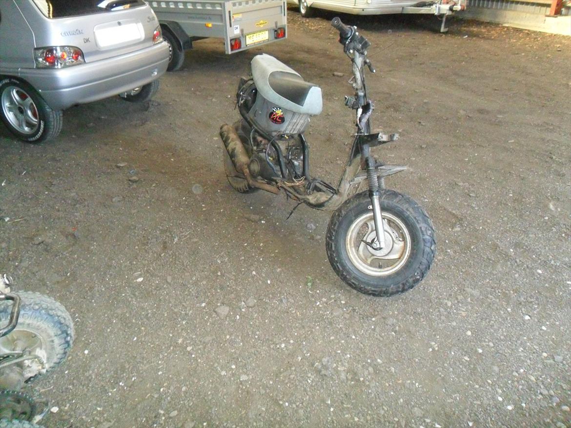 Adly silverfox  billede 5