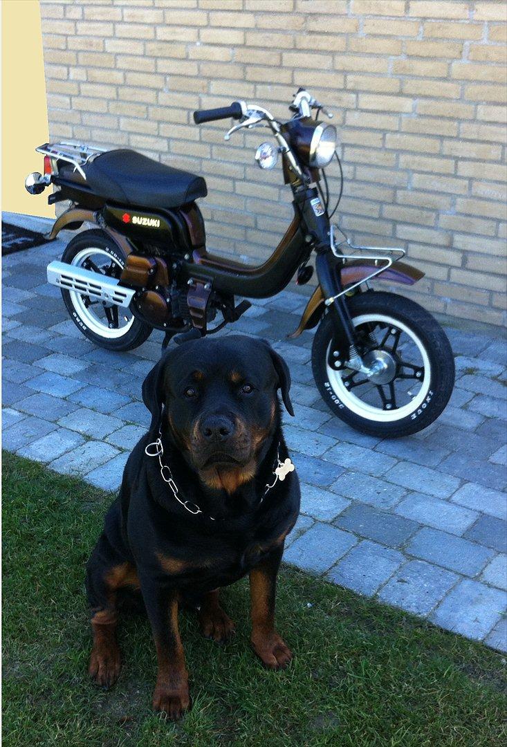 Suzuki FZ50 - Med min hund i forgrunden.. billede 1