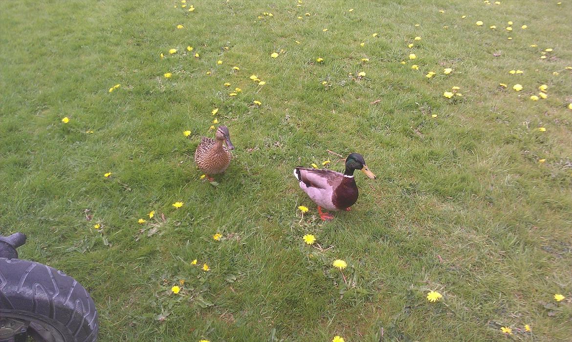 Aprilia RS 50 billede 8