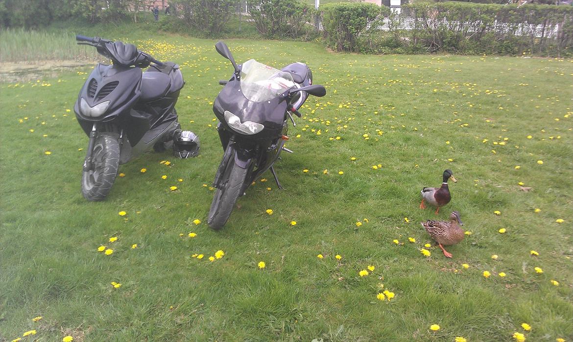 Aprilia RS 50 billede 10