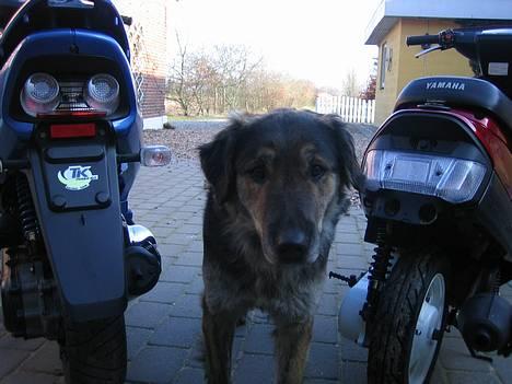 Honda sfx  - der kom hunden lige med billede 10