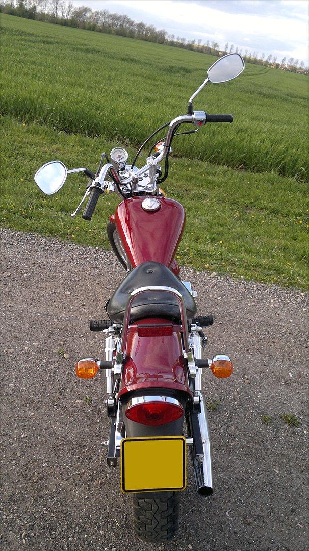 Regal Raptor billede 12