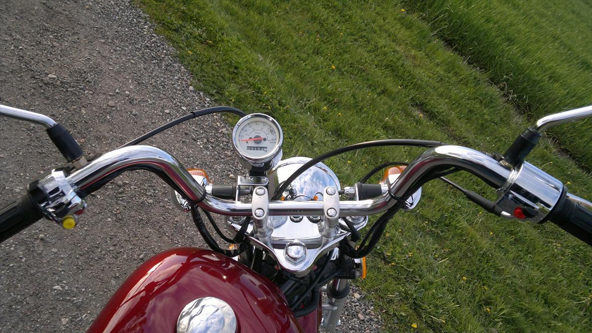 Regal Raptor billede 13