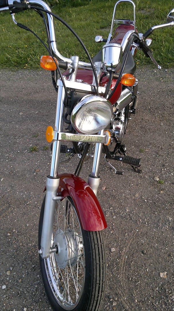 Regal Raptor billede 17