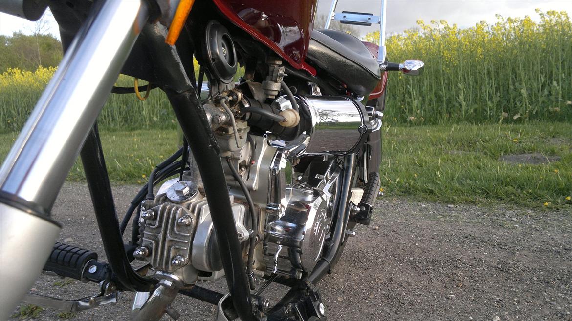 Regal Raptor billede 15