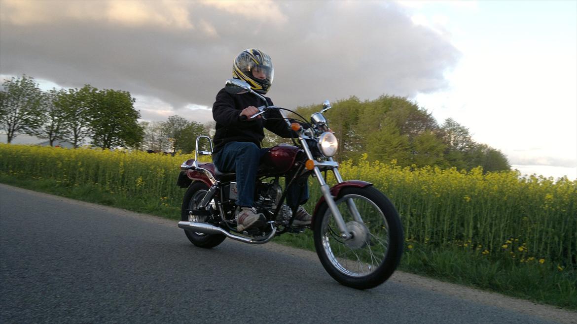 Regal Raptor billede 3