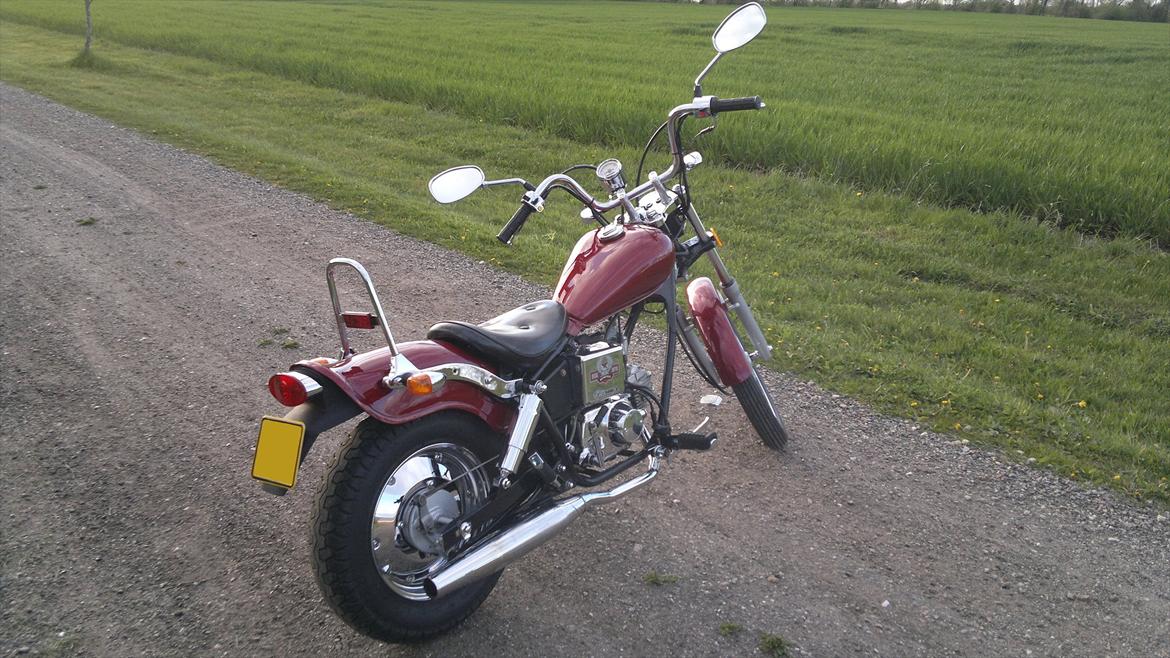 Regal Raptor billede 7