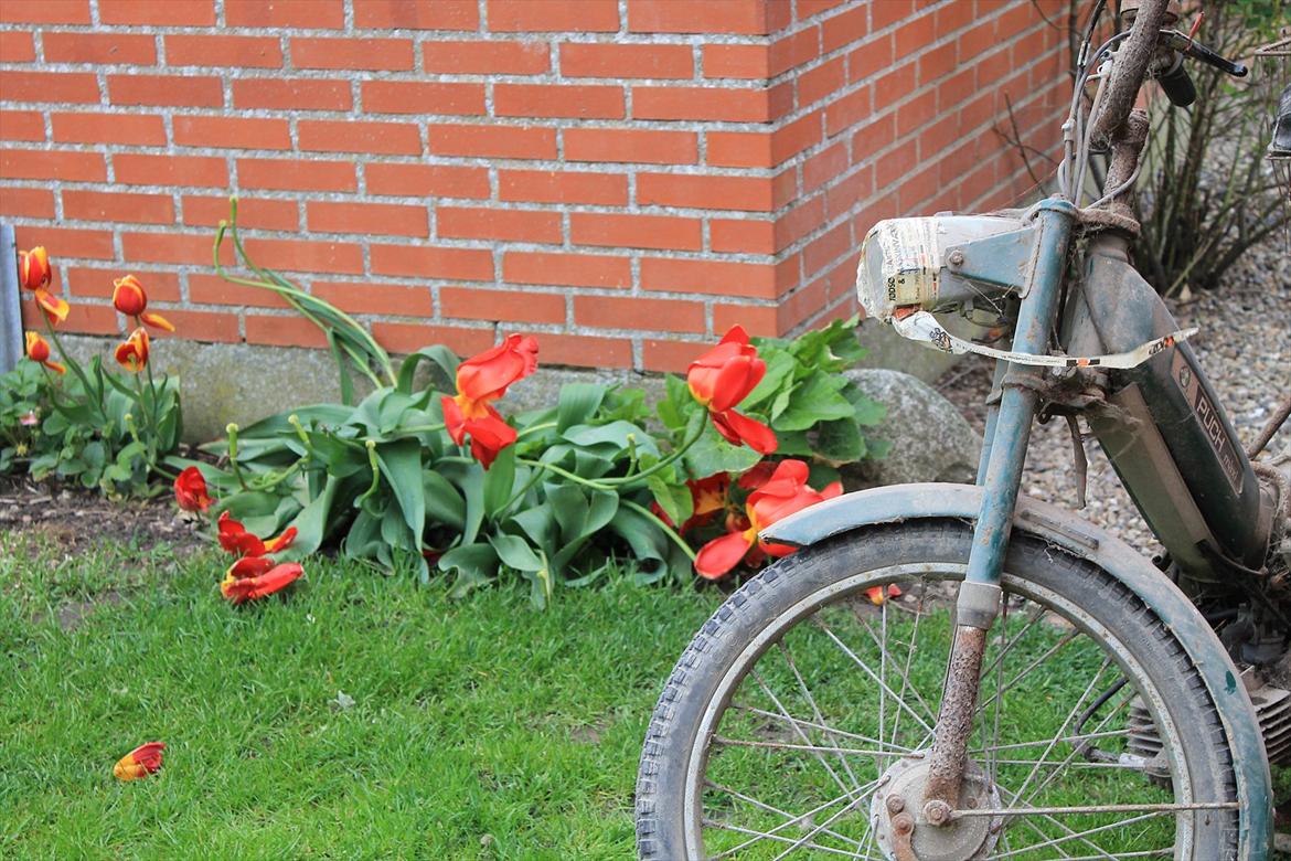 Puch Maxi K *ladefund* billede 8