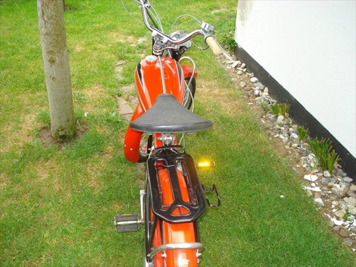Veteraner Rex Impala billede 1