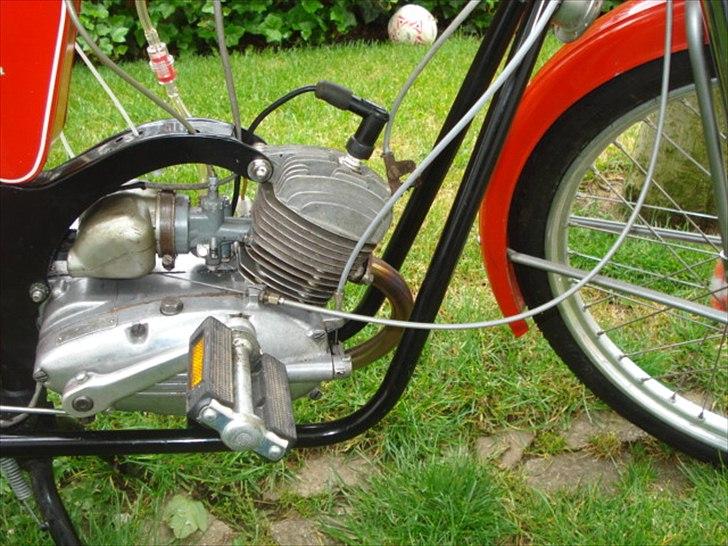 Veteraner Rex Impala billede 4