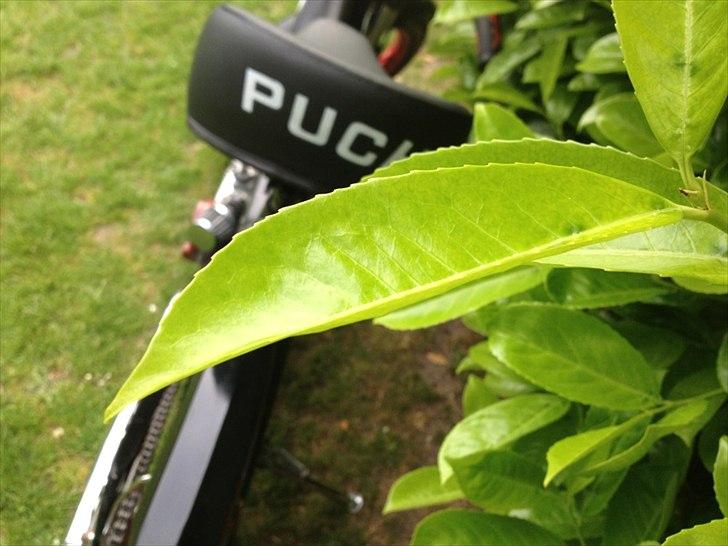 Puch Maxi k [TSF] BLACK AND RED billede 2