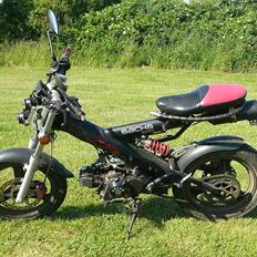 Sachs Madass