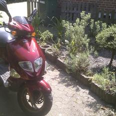 PGO t-rex 45 (Solgt)