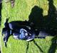 Gilera Stalker 