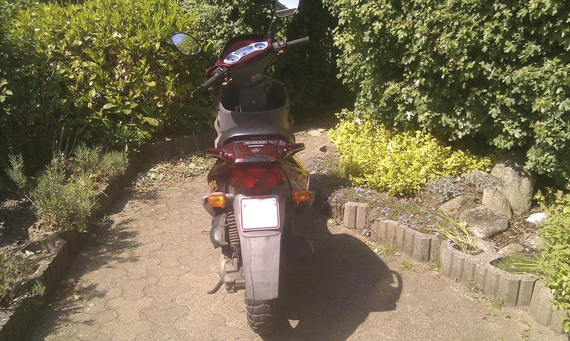 PGO t-rex 45 (Solgt) billede 3