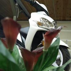 Yamaha jog r