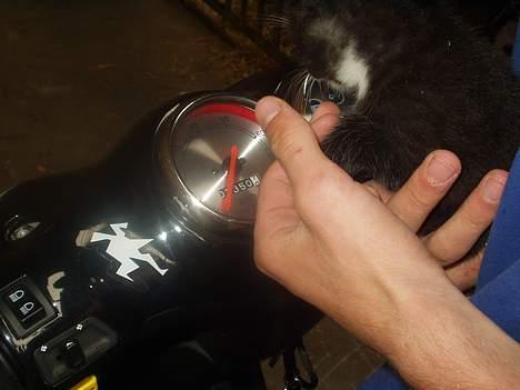 TobiLiner tgb rs303 - min kat "mis" billede 13