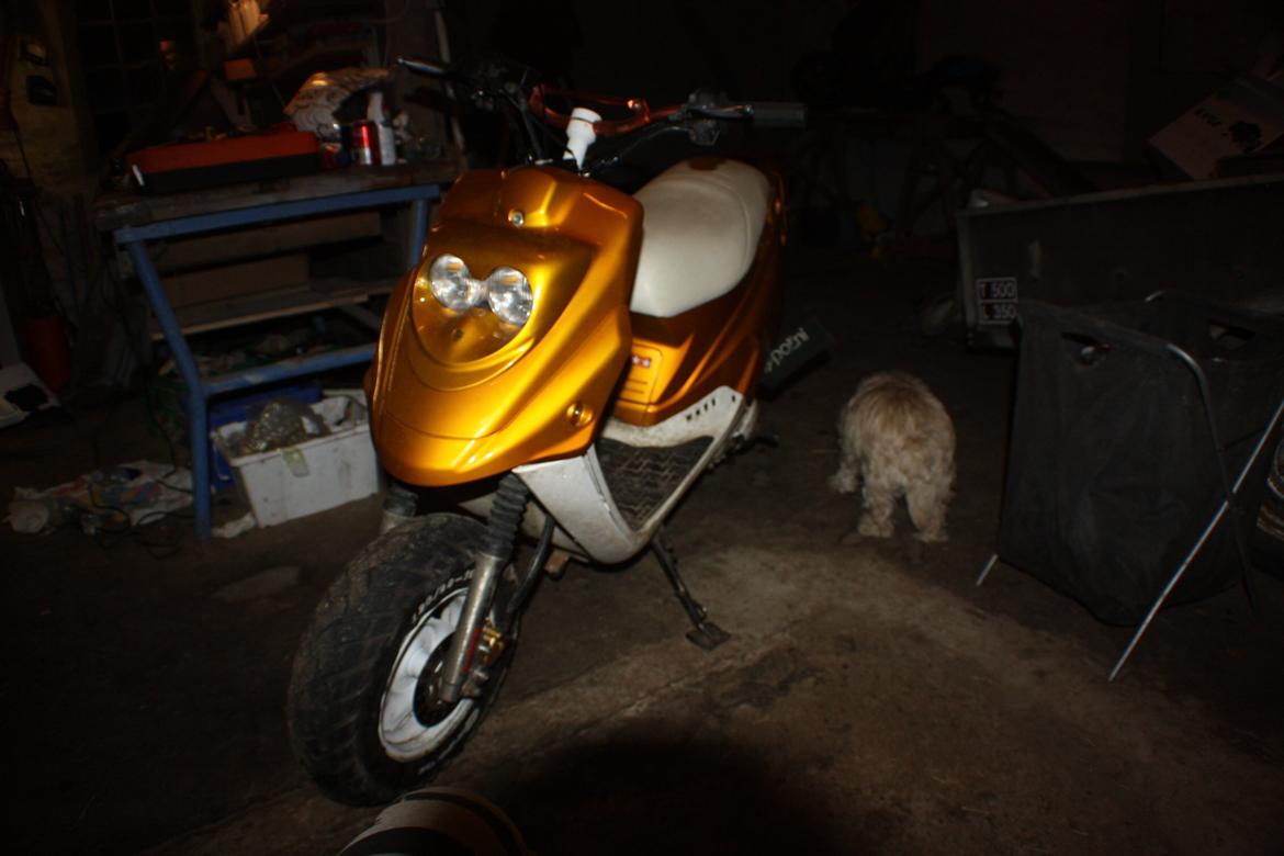 PGO Hot 'Æ vilddyr' billede 18