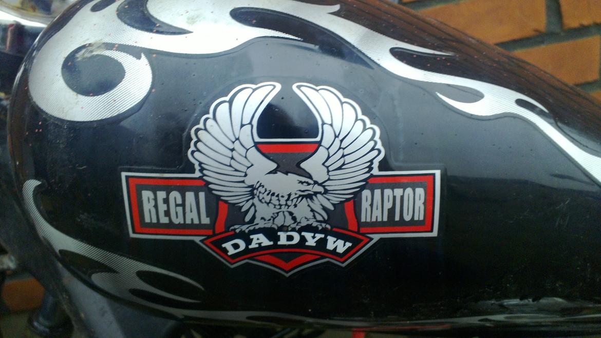 Regal Raptor *Ruth* billede 3