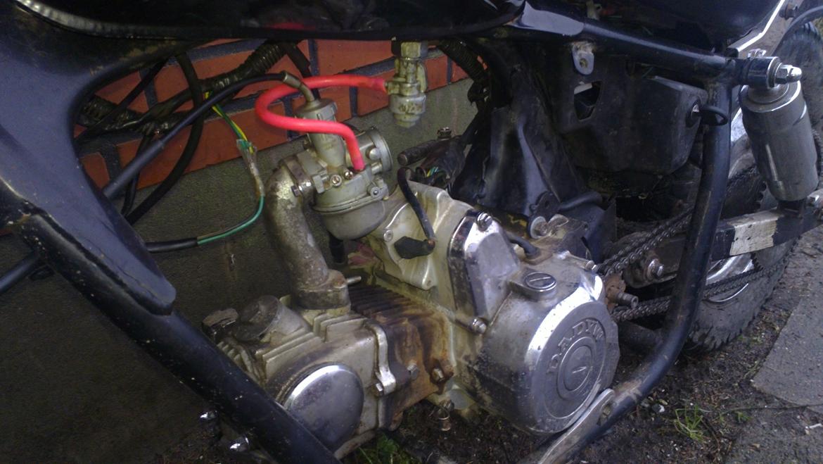 Regal Raptor *Ruth* billede 6