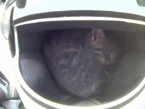 Gilera stalker brændt billede 4