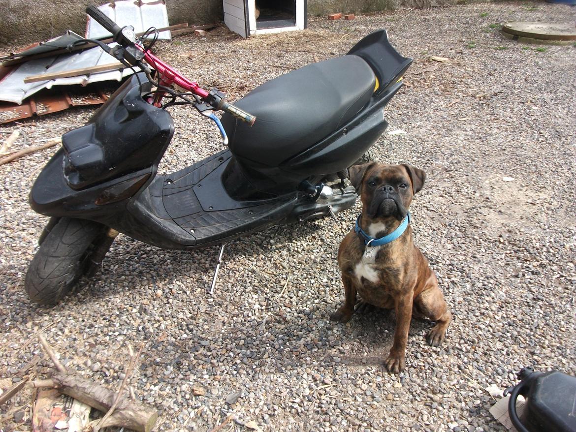 Yamaha bws spy - bliver vogtet af bobby the guard dog billede 1
