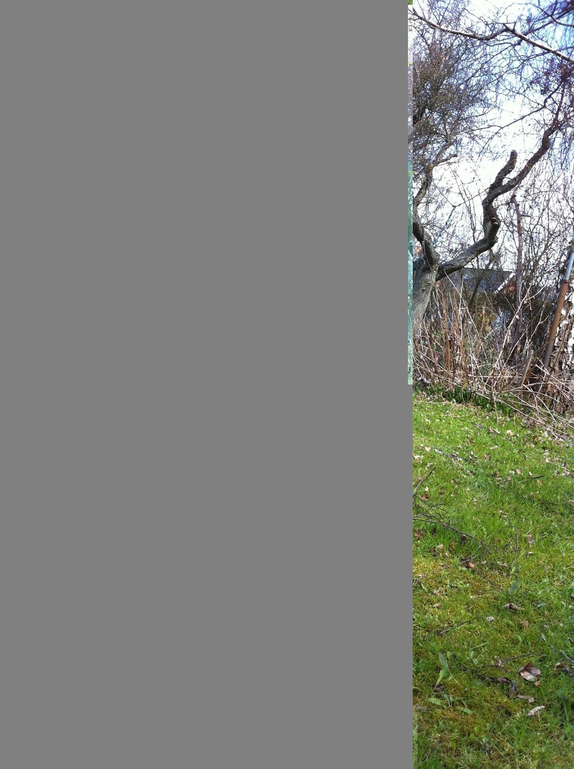 Yamaha Jog AC [Tidl.scooter] billede 4