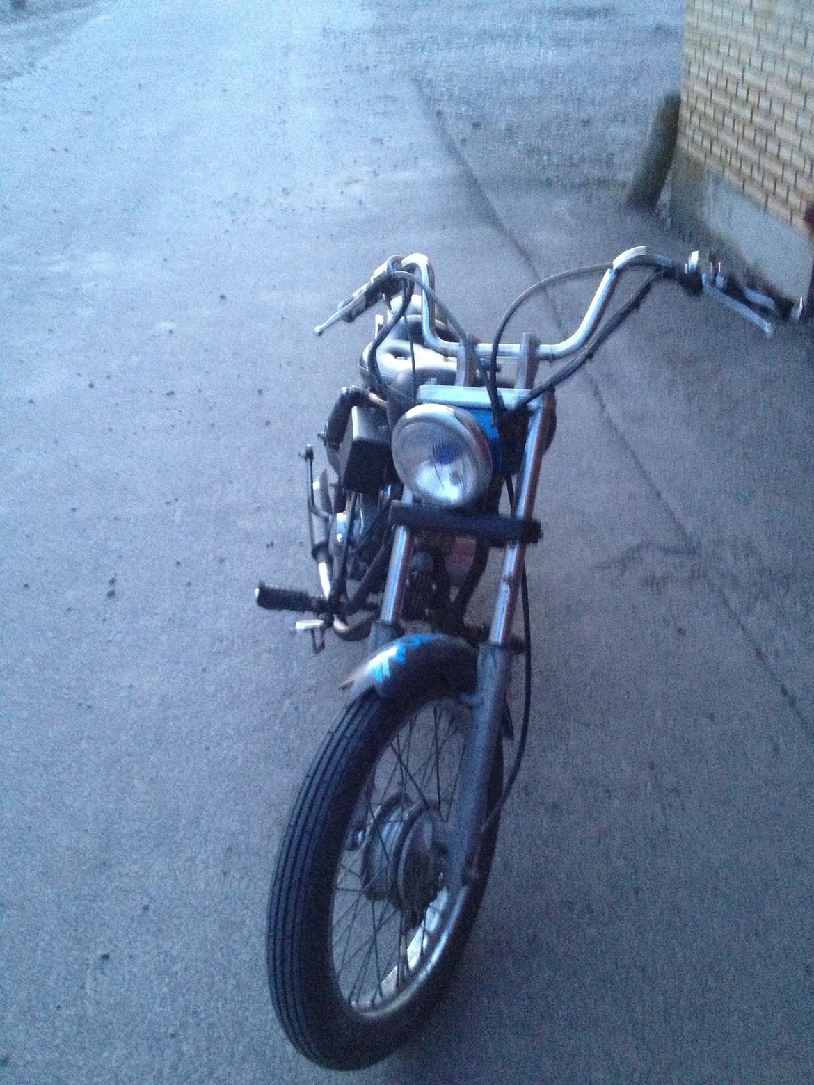 Regal Raptor billede 6