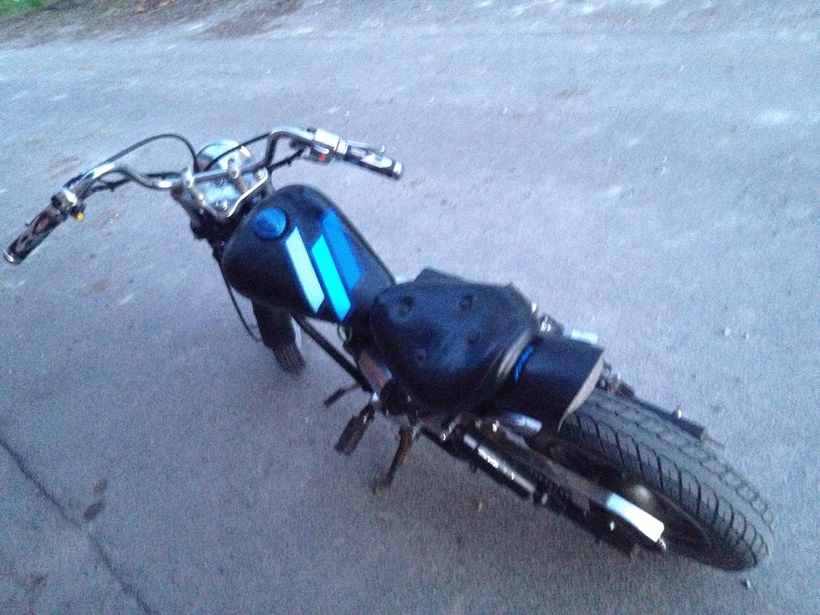 Regal Raptor billede 8